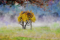 Autumn Tree 003 — Client Presentation File